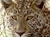 Namushasha Country Lodge Caprivi Namushasha Country Lodge Caprivi