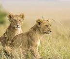Moltenrock Safaris