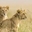 Moltenrock Safaris
