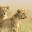 Moltenrock Safaris