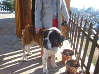 Vasilis Vasilareas