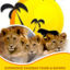 Experience Safaris Experience Safaris