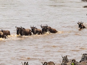 Wildebeest Migration Safari to Masai Mara 2017 Photos