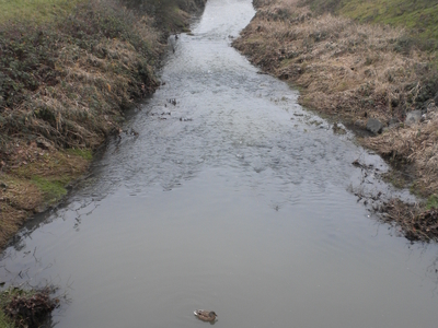 Amazon Creek