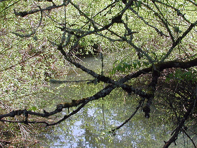 Fanno Creek