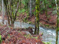 Gales Creek