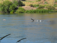 Link River Link River