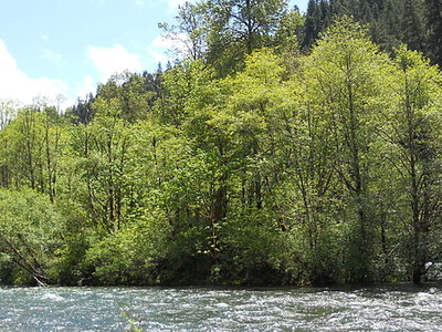 McKenzie River
