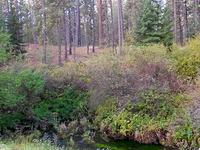 Metolius Springs Metolius Springs
