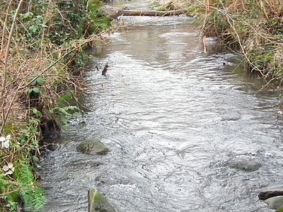 Thornton Creek