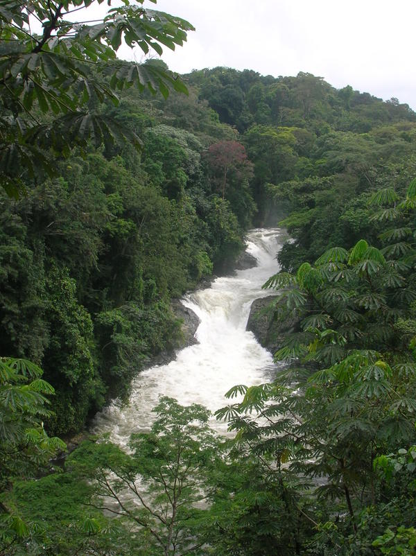 Cross River National Park, Nigeria Photos